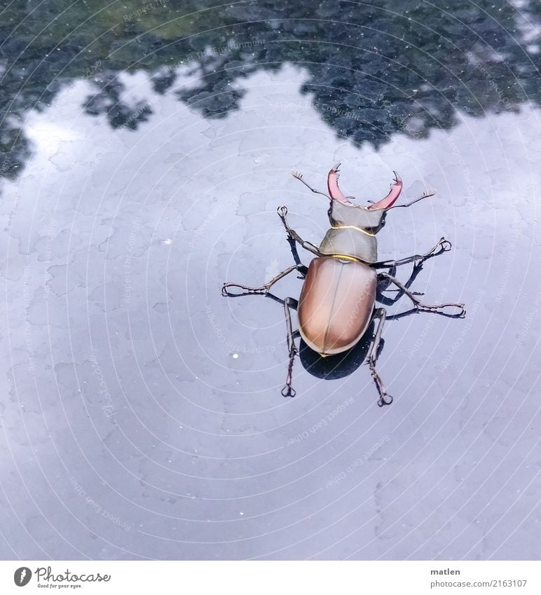 big guy Animal Beetle 1 Large Blue Brown Green Stag beetle Tree Car roof Colour photo Subdued colour Exterior shot Close-up Deserted Copy Space left