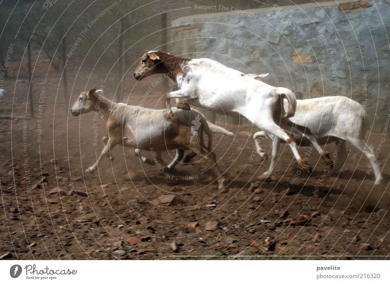 shaft day Farm animal Sheep 4 Animal Jump Colour photo Exterior shot Copy Space bottom Day Long shot Erratic Dynamics Flock Fold Agitated Panic Escape Walking