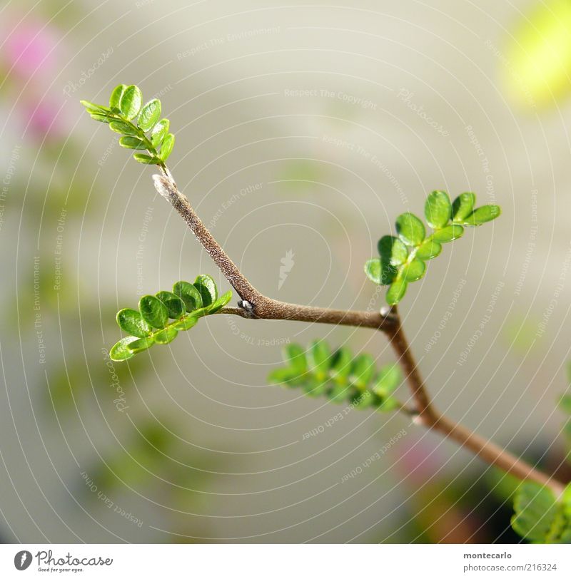 Sophora II Plant Foliage plant Exotic Esthetic Colour photo Exterior shot Macro (Extreme close-up) Day Sunlight Twig Light green Plantlet Delicate