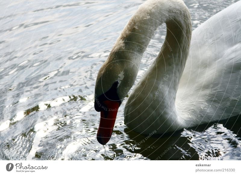 Cygnina Drinking Nature Animal Water Lake Wild animal Bird Swan 1 Gray Thirst Beak Thirsty gooseneck Colour photo Exterior shot Deserted Copy Space left Day