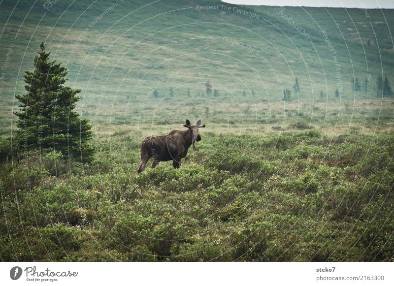 Alaska Street View Tree Bushes Wild animal Elk 1 Animal Observe Stand Blue Green Denali National Park Wayside Baby animal Subdued colour Exterior shot Deserted