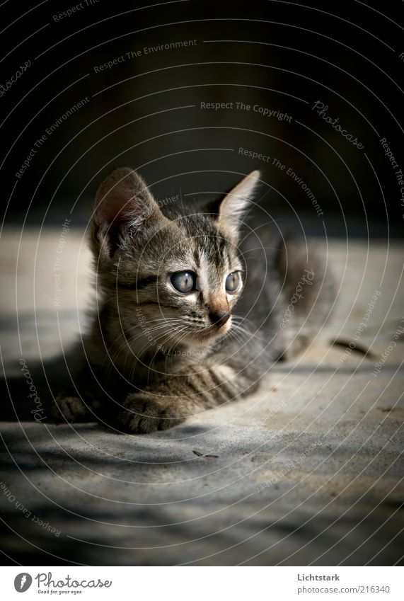 Not now - PLEASE Cat 1 Animal Baby animal Lie Natural Curiosity Cute Gray Exterior shot Deserted Morning Shadow Shallow depth of field Animal portrait