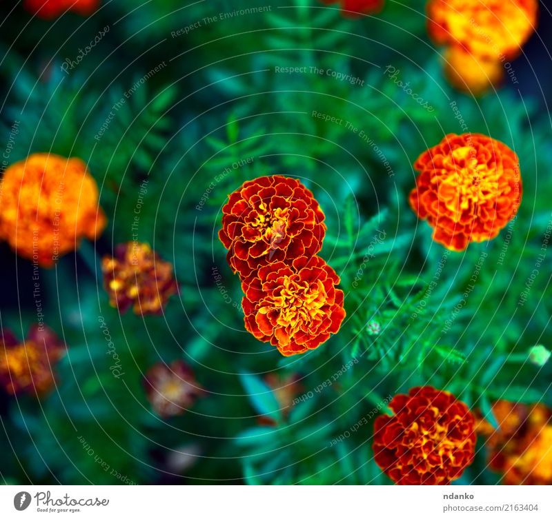 flowering marigolds in the garden Summer Garden Flower Yellow Green Red Marigold blooming Top Bud Blossom leave Colour photo Day Bird's-eye view