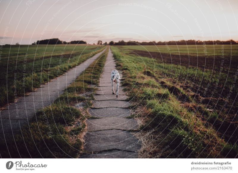 Dalmatiner walks along a field path Nature Landscape Cloudless sky Sunrise Sunset Spring Summer Autumn Beautiful weather Meadow Field Animal Pet Dog Discover