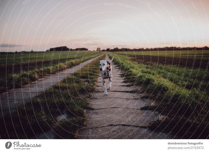 Dalmatian goes for a walk Nature Landscape Cloudless sky Horizon Sunrise Sunset Spring Summer Autumn Beautiful weather Meadow Field Animal Pet Dog Going Walking