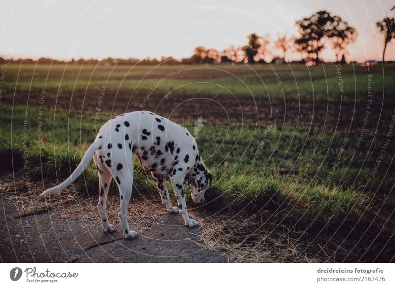 Dalmatians on the search Nature Sunrise Sunset Sunlight Spring Summer Autumn Beautiful weather Meadow Field Animal Pet Dog Curiosity Cute