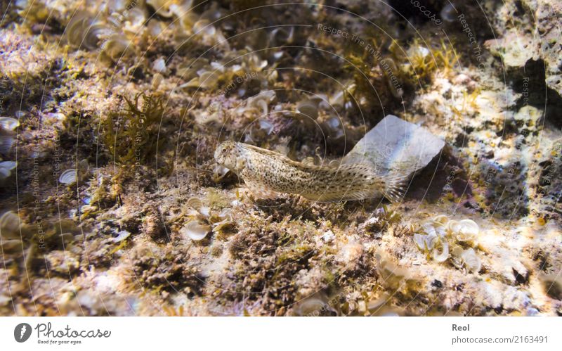 fish Ocean Mediterranean sea Animal Fish 1 Dive Underwater photo Bottom of the sea Adaptable Camouflage Camouflage colour Colour photo Subdued colour Deserted