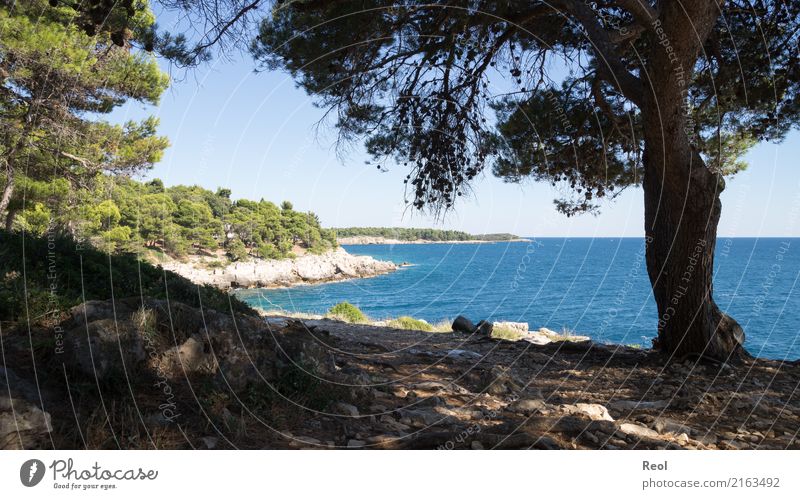 Croatia Nature Landscape Water Sky Cloudless sky Summer Beautiful weather Plant Tree Forest Coniferous forest Coniferous trees Pine Rock Coast Ocean