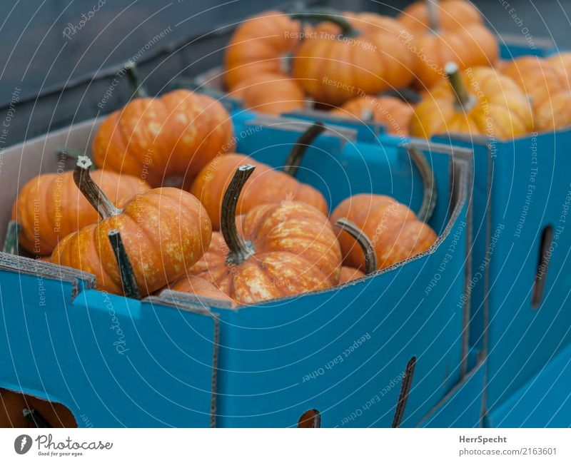 autumn vitamins Food Vegetable Pumpkin Slow food Autumn Agricultural crop Marketplace Fresh Healthy Blue Orange Carton Market stall Organic produce