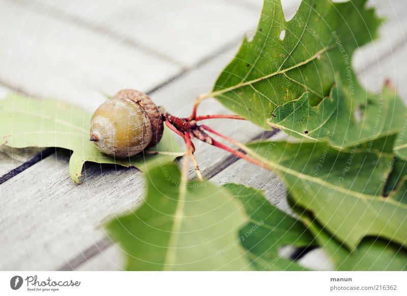 calibrated Nature Leaf Fruit Seed head Acorn Oak leaf Autumnal Bright Beautiful Transience Growth Colour photo Exterior shot Close-up Day Sunlight