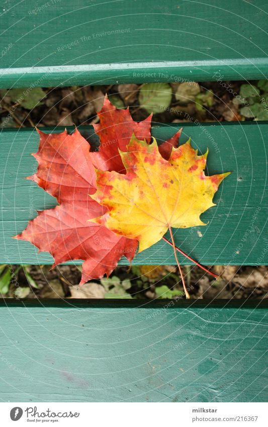 Maple on bench Harmonious Relaxation Calm Leisure and hobbies Trip Decoration Nature Plant Autumn Weather Leaf Foliage plant Maple leaf Fragrance Faded