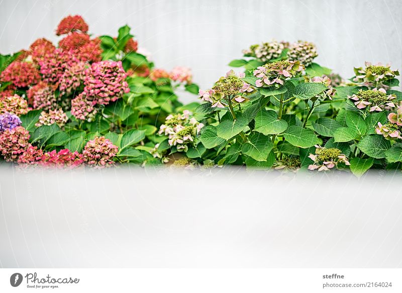 Hydrangea with text space Plant Bushes Esthetic Hydrangea blossom Garden Front garden Garden plants White allotment holder Colour photo Multicoloured