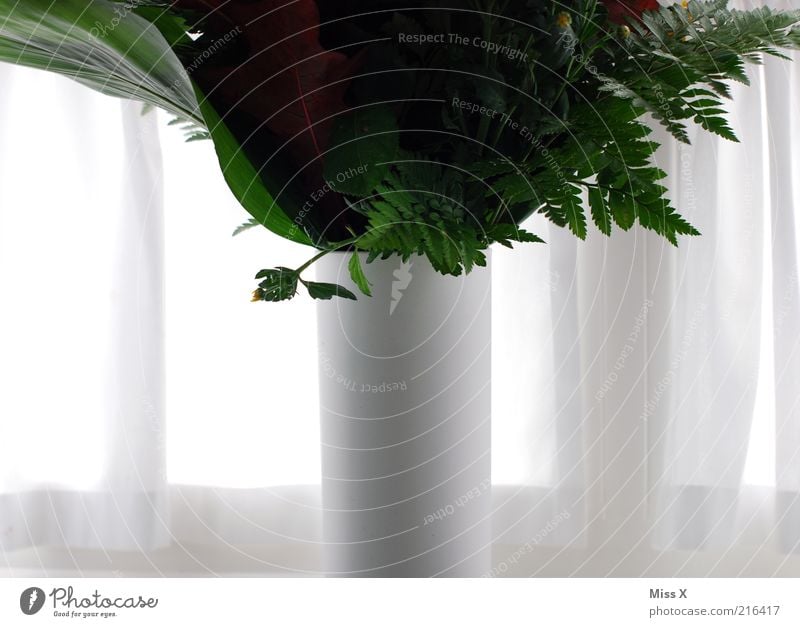 vase Decoration Plant Flower Leaf Blossom Pot plant Blossoming White Bouquet Vase Flower vase Drape Window Curtain Colour photo Interior shot Detail