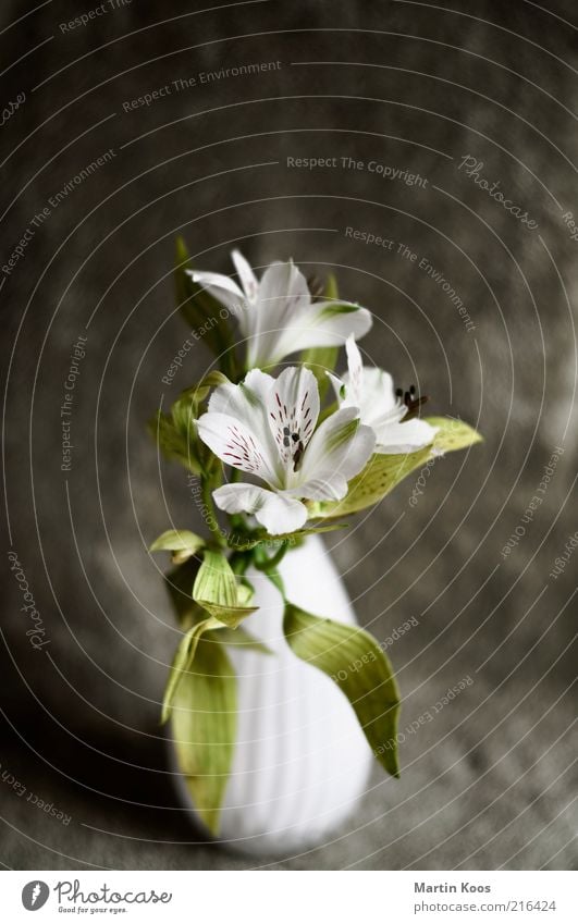 stage Plant Leaf Blossom Esthetic Beautiful Positive Green White Emotions Spring fever Fragrance Bouquet Flower vase Design Style Decoration Subdued colour