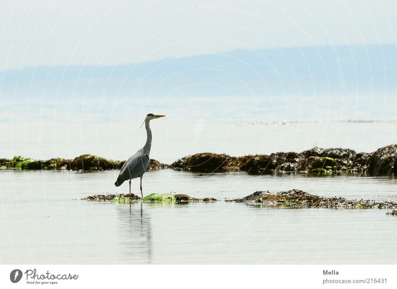 Heron, Scottish, the second Vacation & Travel Beach Ocean Environment Nature Landscape Animal Water Coast Bird Grey heron 1 Stand Free Bright Natural Blue