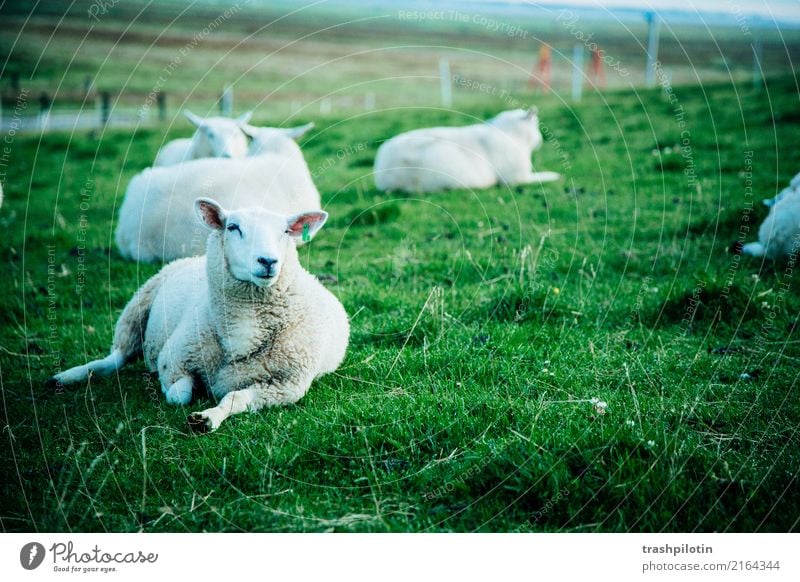 sheep Farm animal Flock Sheep 4 Animal Herd Animal family Relaxation Free Green White Contentment 2017 Holm Petra Chapel sonja mountain Colour photo