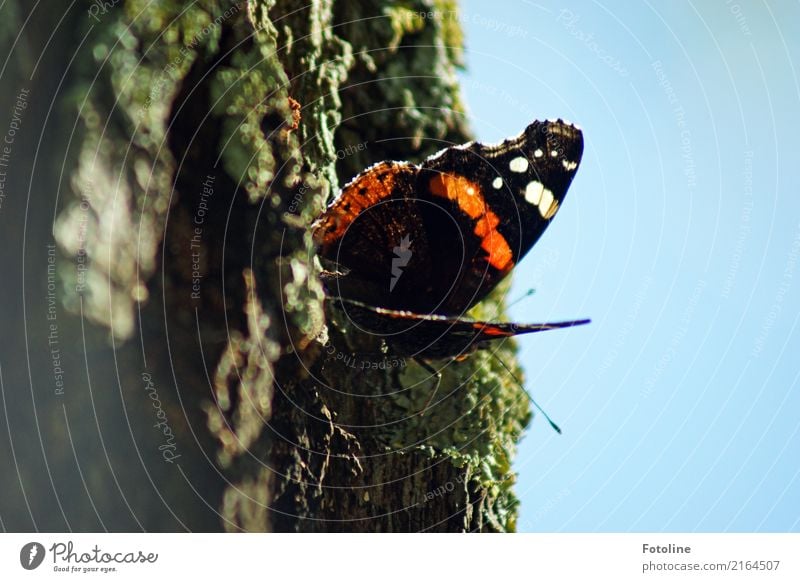 fluttering little man Environment Nature Plant Animal Sky Cloudless sky Summer Tree Park Wild animal Butterfly Wing 1 Free Bright Near Natural Blue