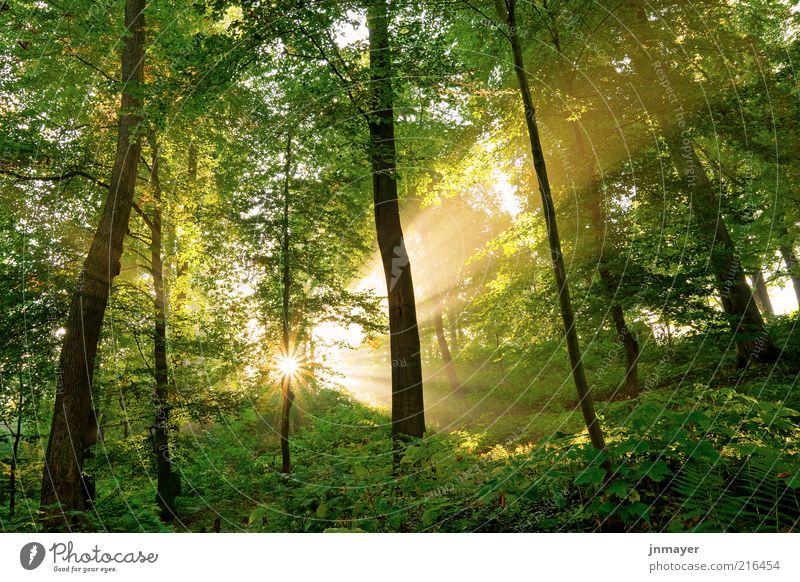 Light-flooded forest Vacation & Travel Environment Nature Landscape Plant Sun Sunrise Sunset Sunlight Beautiful weather Tree Leaf Forest Optimism Colour photo