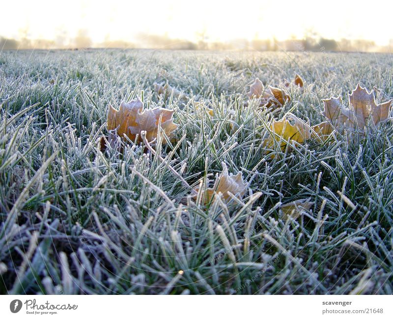 morning dew Winter Meadow Seasons Cold White Horizon Deserted Plant Grass Rope Hoar frost Landscape Snow Ice Sun Nature Exterior shot