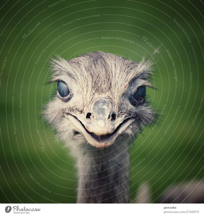 view through the nick Meadow 1 Animal Protection Bird Ostrich Eyes nictitating membrane Beak Smiling Colour photo Exterior shot Shallow depth of field