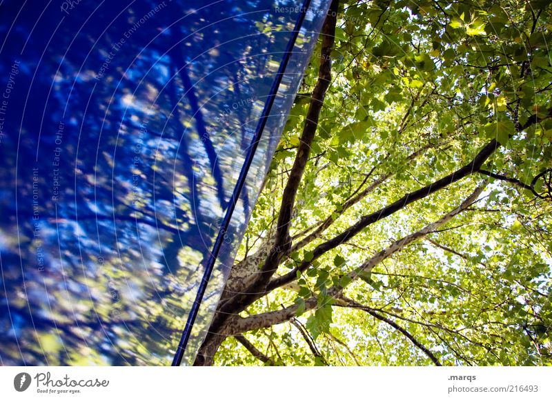 hope Nature Plant Summer Autumn Tree Wall (barrier) Wall (building) Sign Growth Exceptional Beautiful Blue Green Emotions Branch Leaf canopy Hope Colour photo