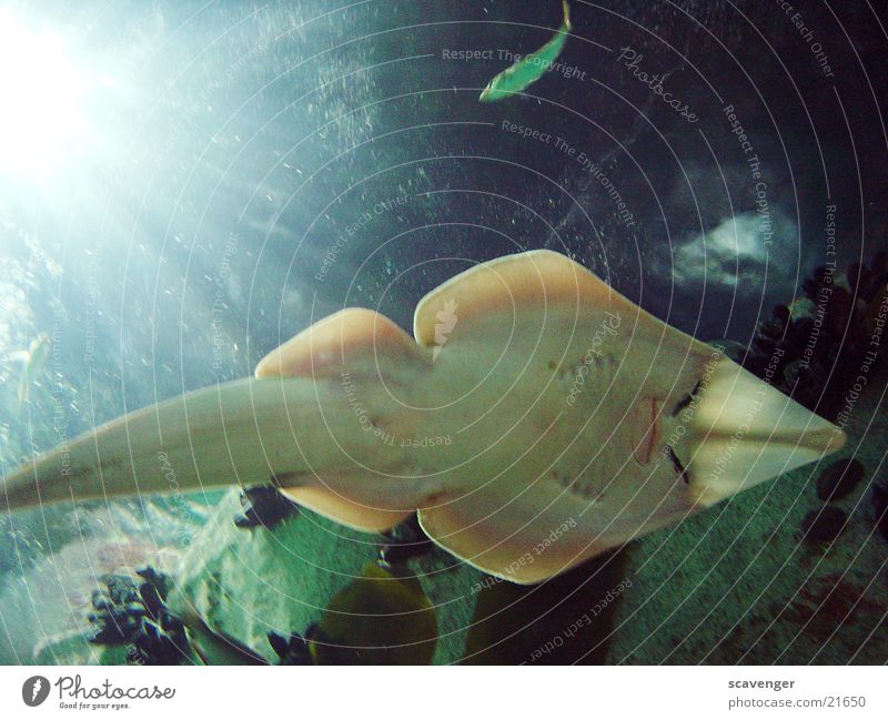 skates Ray Under Wet Yellow Beautiful Oceanografic Valencia Lake Algae Water Fish Underwater photo Blue Sun Salt satzwasser Lighting Swimming & Bathing