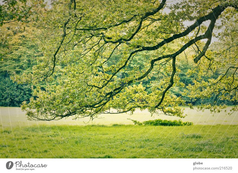 Black Lightning - Green Sky Nature Tree Park Meadow Forest Esthetic Colour photo Exterior shot Deserted Day Contrast Twigs and branches Copy Space bottom