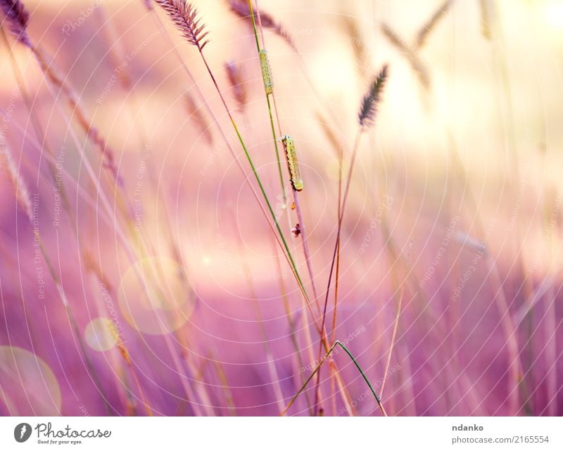 caterpillars on grass stems Summer Environment Nature Grass Meadow Small Wild Insect branch wildlife Colour photo Exterior shot Close-up Detail Deserted Day