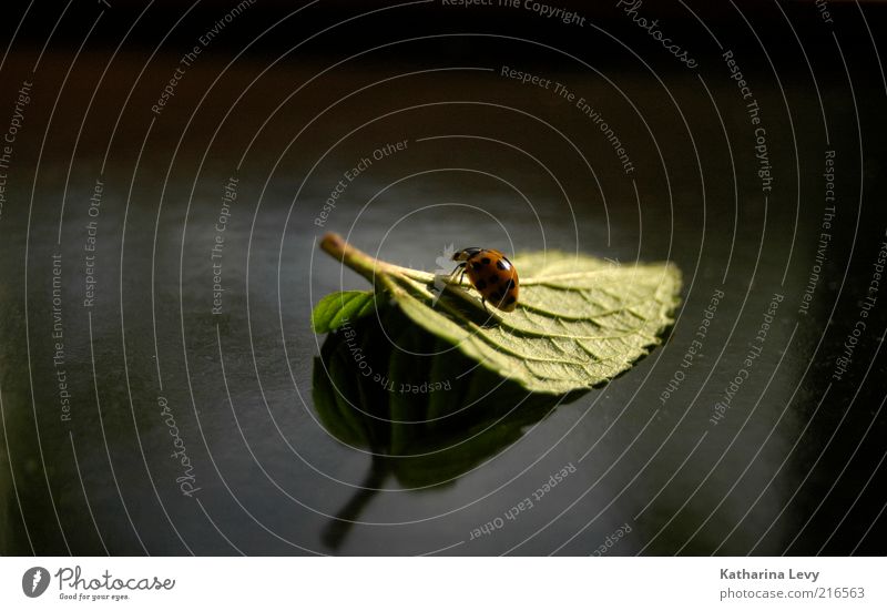 lonesome rider Leaf Animal Wild animal Beetle Ladybird 1 Observe Movement To hold on Crawl Vacation & Travel Authentic Small Curiosity Cute Green Red Black