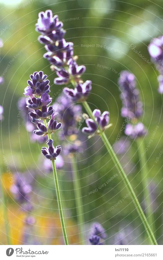 lavender Plant Autumn Beautiful weather Flower Agricultural crop Garden Park Natural Blue Yellow Green Violet Black White Lavender Fragrance Wellness