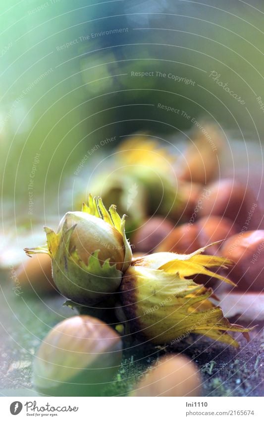 hazelnuts Plant Sunlight Autumn Beautiful weather Garden Park Forest Blue Brown Multicoloured Yellow Gray Green Violet Orange Pink Black Turquoise Hazelnut