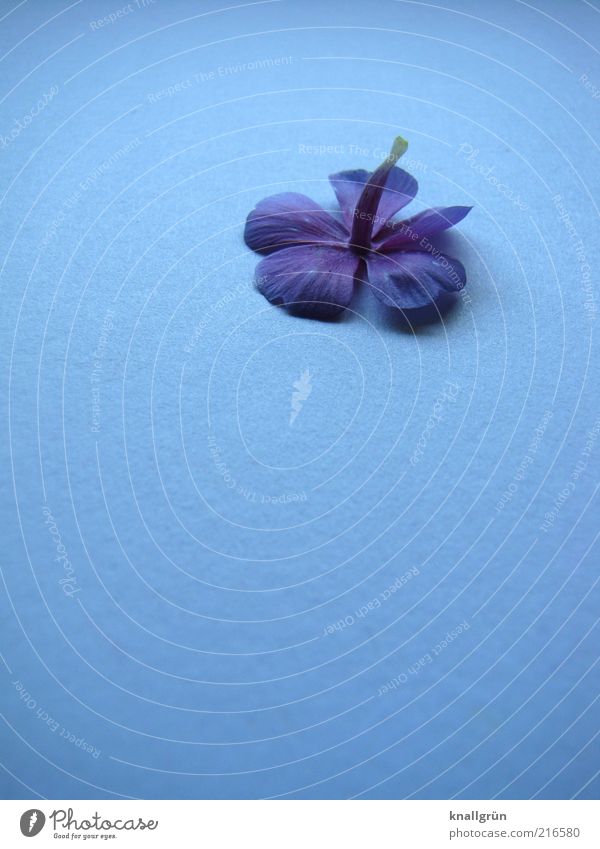 upside down Nature Plant Blossom Violet Blossoming Fragrance Lie Blue Transience Head first five-leafed Violet plants Colour photo Studio shot Deserted