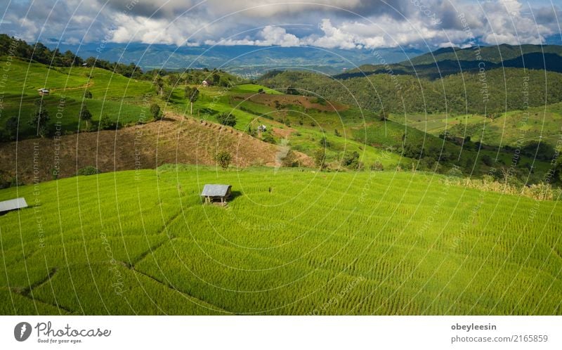 Top view of the rice paddy fields in northern Thailand Grain Calm Vacation & Travel Tourism Trip Summer Mountain Environment Nature Landscape Plant