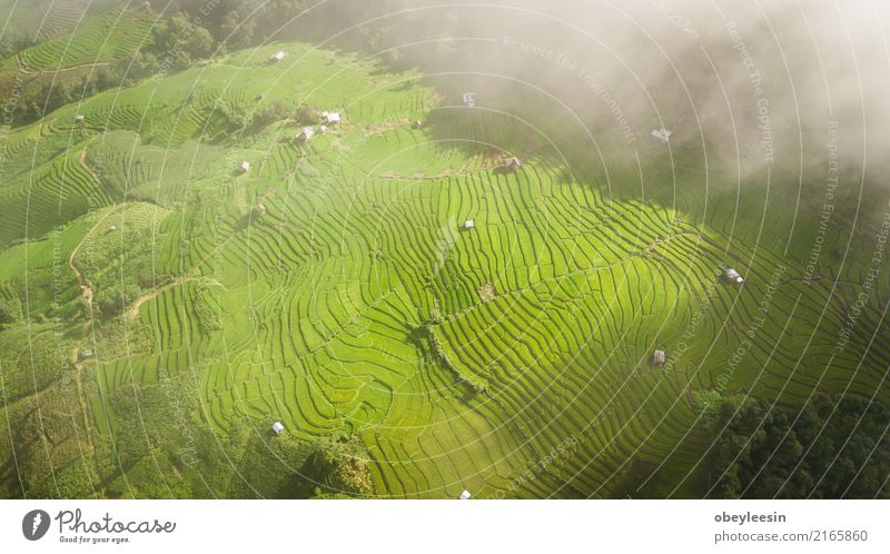 Top view of the rice paddy fields in northern Thailand Grain Calm Vacation & Travel Tourism Trip Summer Mountain Environment Nature Landscape Plant