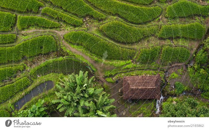 Top view of the rice paddy fields in northern Thailand Grain Calm Vacation & Travel Tourism Trip Summer Mountain Environment Nature Landscape Plant