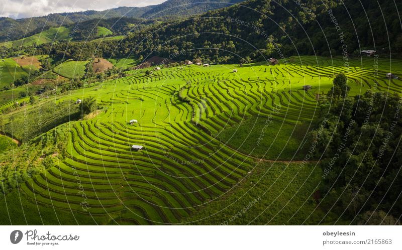 Top view of the rice paddy fields in northern Thailand Grain Calm Vacation & Travel Tourism Trip Summer Mountain Environment Nature Landscape Plant