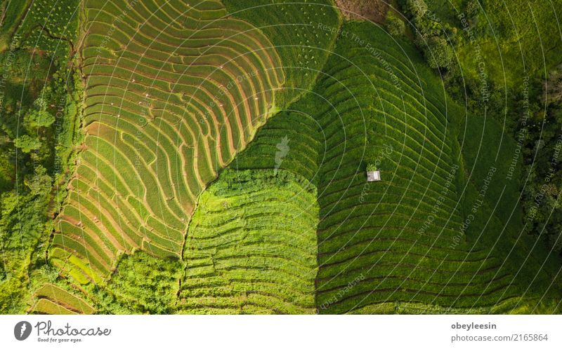 Top view of the rice paddy fields in northern Thailand Grain Calm Vacation & Travel Tourism Trip Summer Mountain Environment Nature Landscape Plant