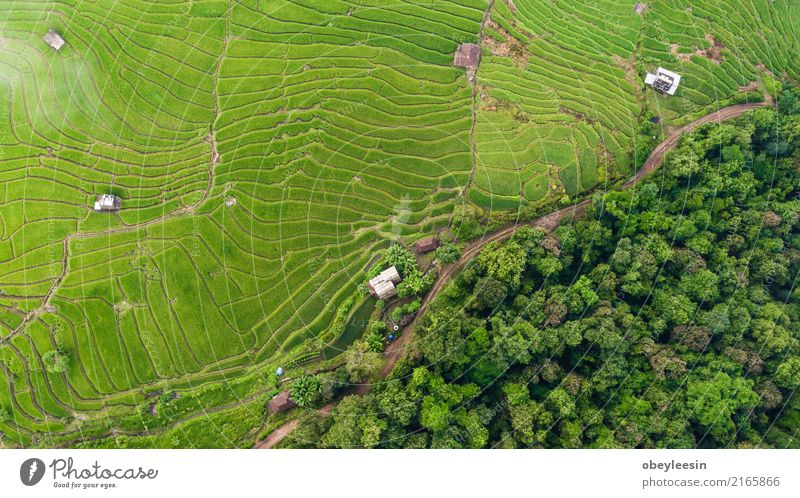 Top view of the rice paddy fields in northern Thailand Grain Calm Vacation & Travel Tourism Trip Summer Mountain Environment Nature Landscape Plant