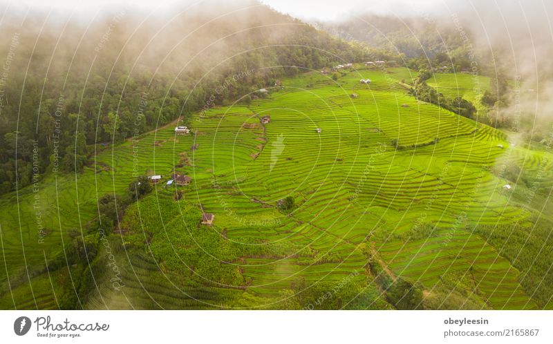 Top view of the rice paddy fields in northern Thailand Grain Calm Vacation & Travel Tourism Trip Summer Mountain Environment Nature Landscape Plant