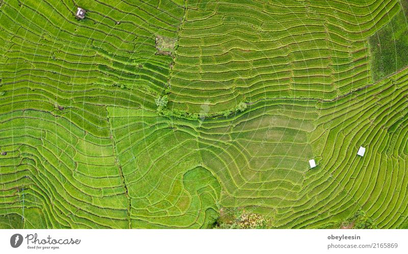 Top view of the rice paddy fields in northern Thailand Grain Calm Vacation & Travel Tourism Trip Summer Mountain Environment Nature Landscape Plant