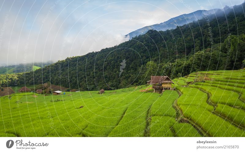 Top view of the rice paddy fields in northern Thailand Grain Calm Vacation & Travel Tourism Trip Summer Mountain Environment Nature Landscape Plant