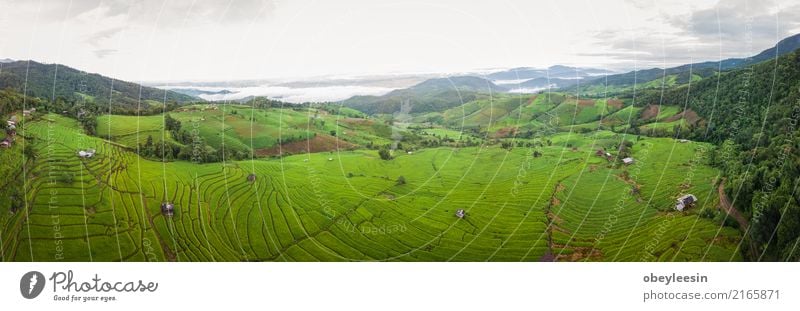 Top view of the rice paddy fields in northern Thailand Grain Calm Vacation & Travel Tourism Trip Summer Mountain Environment Nature Landscape Plant