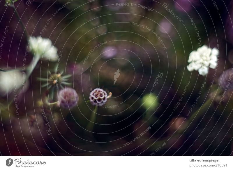 flickering hour Environment Nature Plant Flower Grass Blossom Natural Beautiful Violet Colour Blur Part of the plant Multicoloured Colour photo Copy Space top