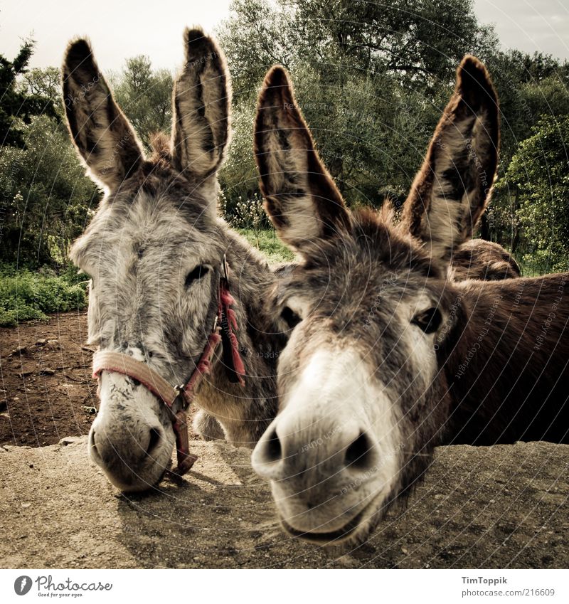 Animal Farm #5 Donkey 2 Pair of animals Animal family Brown Curiosity Dog-ear Donkey foal Mule Ear Beautiful Animal face Animal portrait Animal protection