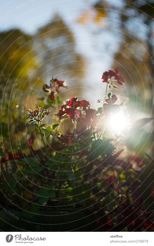 [ZICKENKRIEG] It's almost a dewdrop macro. Environment Nature Plant Sun Sunrise Sunset Sunlight Autumn Beautiful weather Tree Flower Grass Bushes Romance Kitsch