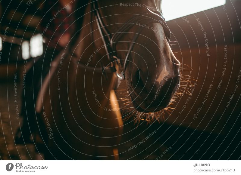 Close up of horse snout Lifestyle Athletic Leisure and hobbies Ride Vacation & Travel Tourism Adventure Freedom Work and employment Business Circus Zoo Nature