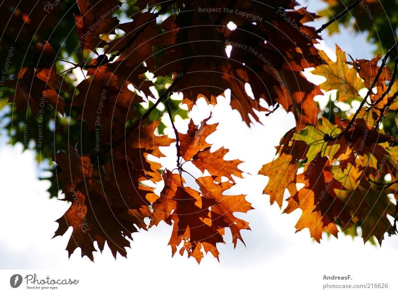 leaf canopy Environment Nature Plant Sky Autumn Tree Leaf Multicoloured Yellow Seasons Copy Space Autumn leaves Autumnal colours Oak tree Oak leaf Automn wood