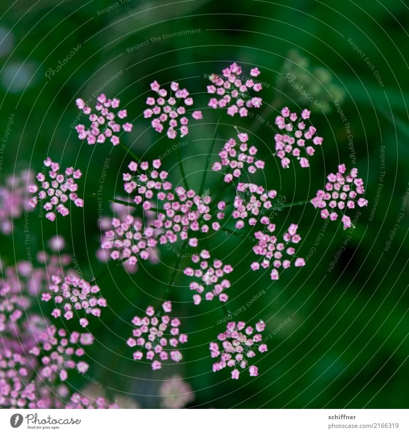 inconspicuous detail on the shrub. Environment Nature Plant Flower Blossom Beautiful Green Pink Calyx Delicate Exterior shot Macro (Extreme close-up)