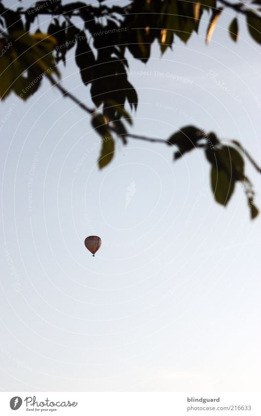 fly away Flying Expedition Sky Cloudless sky Tree Leaf Means of transport Hot Air Balloon Blue Black Discover Freedom Leisure and hobbies Joy Colour photo