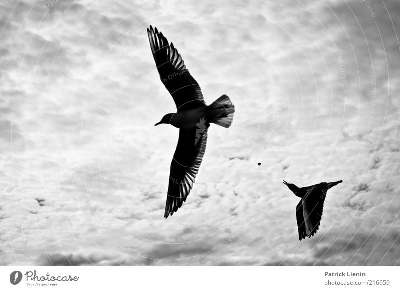 catch without arms Environment Nature Landscape Animal Elements Air Sky Clouds Weather Beautiful weather Wind Coast River bank Wild animal Bird Wing 2 Flying